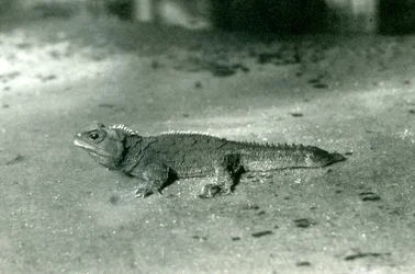 Eine Cook Strait oder nördliche Tuatara im Londoner Zoo, ca. 1923
